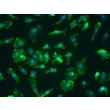 小鼠脾脏巨噬细胞（MSMa）——CD11b免疫染色，400×
