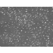 小鼠脾脏巨噬细胞（MSMa）——浮雕相差显微成像，200×