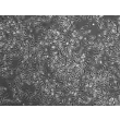 小鼠脾脏巨噬细胞（MSMa）——相差显微成像，200×

