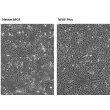 细胞增殖分析结果显示，bFGF增强型（bFGF Plus）的活性优于天然bFGF。HUVEC细胞分别用2 ng/mL的天然bFGF（左）和bFGF增强型（右）补充培养，持续5天。