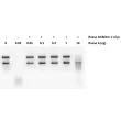 <p>使用鼠源 RNase 抑制剂保护 RNA 避免 RNase A 降解。在 20 μl 反应体系中，20 单位的 RNase 抑制剂可抑制高达 1 ng/20 μl 的 RNase A 活性。</p>