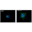 Immunofluorescence staining of collagen-embedded HUVEC spheroids at 24 hours post VEGF-stimulation with the endothelial cell marker, von Willebrand Factor (vWF). 