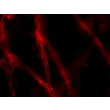 Day 9 post-embedding: ZO-1 tight junction marker IF (red), 400x
