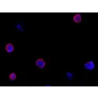 Days 7; Human BBB spheroids stained with DAPI and ZO1 tight junction marker. 