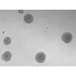 Development of 3D osteoblast spheroid at days 7 (taken at 100x magnification). 