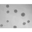 Development of 3D osteoblast spheroid at days 3 (taken at 100x magnification). 