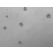 Day 4; Human cortical spheroids