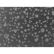 3D hepatic stellate cell spheroids at day 1
