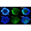 Immunostaining of RPE spheroids display the differentiated epithelial marker CK18 and the apolipoprotein ApoE