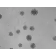 Day 7: Osteoblast and endothelial cells co-culture spheroids