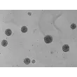 Day 5: Osteoblast and endothelial cells co-culture spheroids