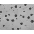 Days 5; 3D Rat Blood Brain Barrier Spheroids (At 100X magnification).
