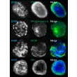 Days 7; IF analysis of rat blood brain barrier spheroids