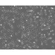 Bovine Lens Epithelial Cells (BLEpiC)- Phase Contrast, 100X
