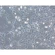 Bovine Iris Pigment Epithelial Cells (BIPEpiC)-Phase Contrast, 100X