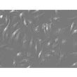 小鼠骨髓巨噬细胞（MMa-bm）- 立体对比，400倍放大。
