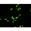 小鼠真皮成纤维细胞（MDF）– 纤维连接蛋白（Fibronectin，FN）免疫染色，400×放大