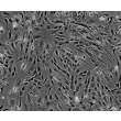 该细胞分离自出生后第8天的 C57BL/6 小鼠坐骨神经组织。MPNF 在第1代（P1）进行冻存，并以冷冻形式交付。每支冻存管体积为 1ml，细胞数量不少于 5 × 10^5 个。