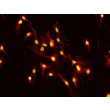 小鼠肝巨噬细胞（MHMa）F4/80 免疫染色，400×
