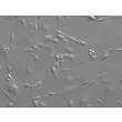 小鼠肝星状细胞（MHSteC）浮雕相差显微图像，200×
