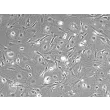 小鼠肝星状细胞（MHSteC）相差显微图像，100×
