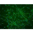 小鼠施旺细胞（MSC）— S100-β 免疫荧光染色，100×放大。
