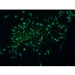 小鼠肝巨噬细胞（MHMa）F4/80 免疫染色，200×