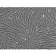 Dog Mesenchymal Stem Cells-adipose (DMSC-ad) - Phase contrast, 200x.
