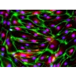 HiPSC-Derived Endothelial Cells (HiPSC-EC) -
Immunostaining for CD31 and vWF, 200x
