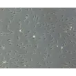 Phase contrast, 100x