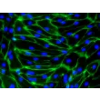 HiPSC-Derived Endothelial Cells (HiPSC-EC) -
Immunostaining for CD31, 200x
