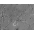 Human Astrocytes-brain stem (HA-bs) - Relief contrast, 400x.

