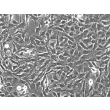 Human Astrocytes-brain stem (HA-bs) - Phase contrast, 200x.
