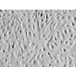 Human Bladder Microvascular Endothelial Cells (HBdMEC) - Relief contrast, 400x.

