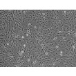 Human Brain Vascular Pericytes (HBVP) - Phase contrast, 100x.
