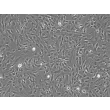 Human Brain Vascular Smooth Muscle Cells (HBVSMC) - Phase contrast, 100x.