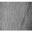 Human Brain Vascular Smooth Muscle Cells (HBVSMC) - Relief contrast, 100x.