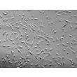 Human Bronchial Smooth Muscle Cells (HBSM) - Relief contrast, 200x.
