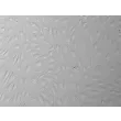 Human Cervical Microvascular Endothelial Cells (HCerMEC)-Relief Contrast, 200x
