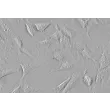 Human Choroid Plexus Fibroblasts (HCPF) - Relief contrast, 400x.
