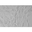 Human Colonic Smooth Muscle Cells (HCoSMC) - Relief contrast, 400x.
