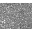 Human Coronary Artery Smooth Muscle Cells (HCASMC)-Phase Contrast, 100X