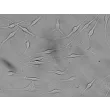 Human Epidermal Melanocytes-light (HEM-l) - Relief contrast, 400x.
