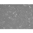 Human Gastric Fibroblasts (HGF)-Relief Contrast, 200x.
