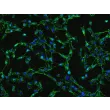 Human Gastric Fibroblasts (HGF)-Immunostaining for FN (Sigma-Aldrich, Cat#3648), 200x.
