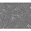 Human Gastric Smooth Muscle Cells (HGSMC) - Phase contrast, 200x.
