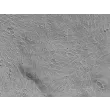 Human Gastric Smooth Muscle Cells (HGSMC) - Relief contrast, 200x.
