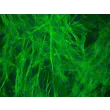 Human Gastric Smooth Muscle Cells (HGSMC) - Immunostaining for α-SMA, 200x.
