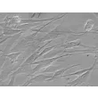 Human Hair Germinal Matrix Cells (HHGMC) - Relief contrast, 400x.
