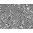 Human Hair Germinal Matrix Cells (HHGMC) - Phase contrast, 200x.
